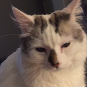 Meet your Posher, Jean anne